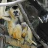Photos, Video: White-Cheeked Baby Gibbon Born At Bronx Zoo